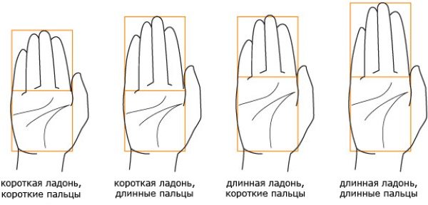 Anatomia das mãos para desenhar passo a passo. Construção na íntegra