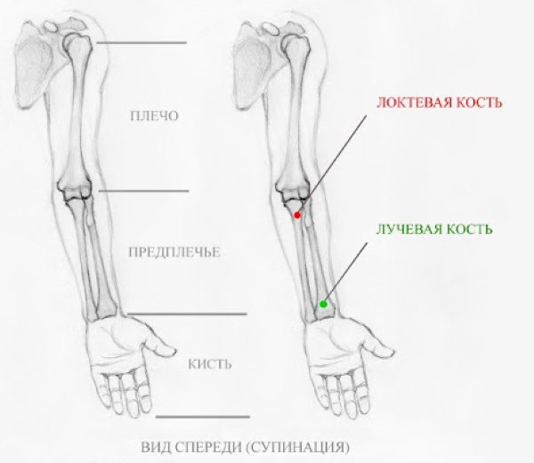 Anatómia rúk pre kreslenie začiatočníkov krok za krokom. Kreslenie v plnom rozsahu
