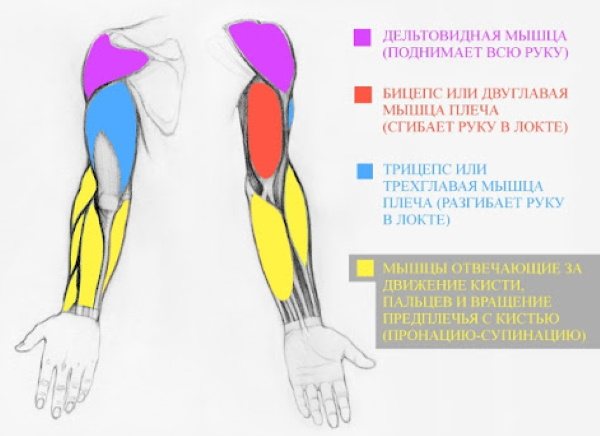 Анатомия на ръцете за рисуване на начинаещи стъпка по стъпка. Строителство изцяло