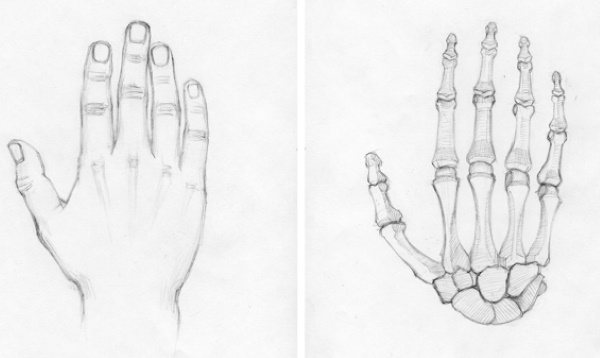 Anatomia das mãos para desenhar passo a passo. Construção completamente