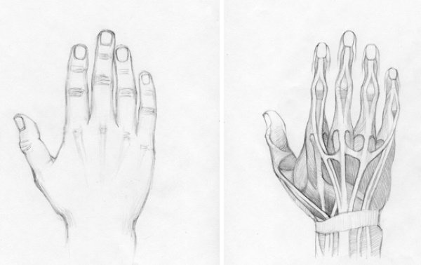 Anatomia das mãos para desenhar passo a passo. Construção completamente