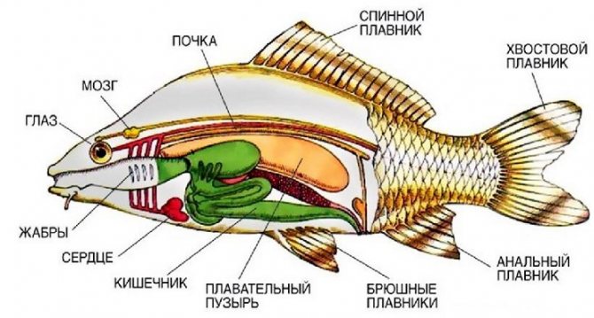 Anatomie van de vis