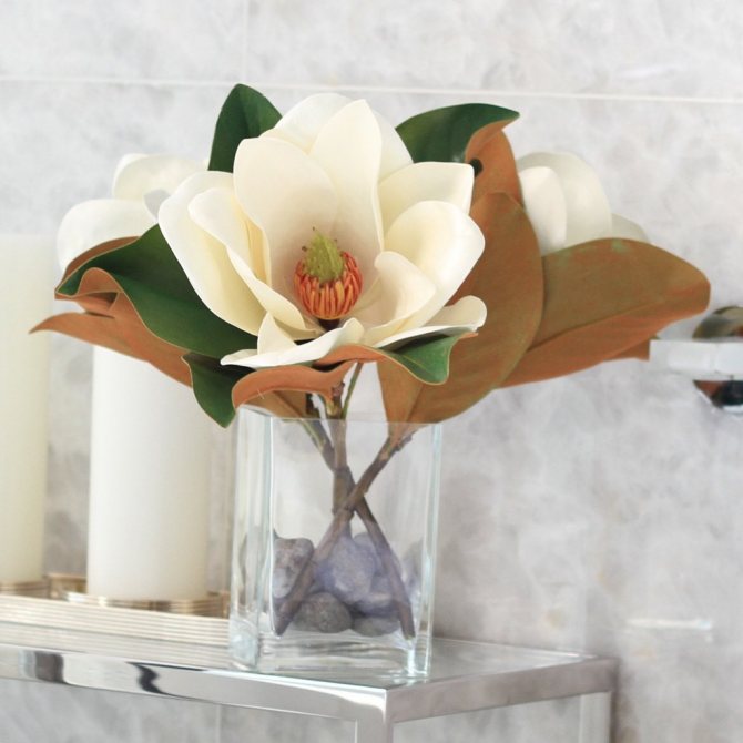 O magnolie albă, un simbol al prosperității.