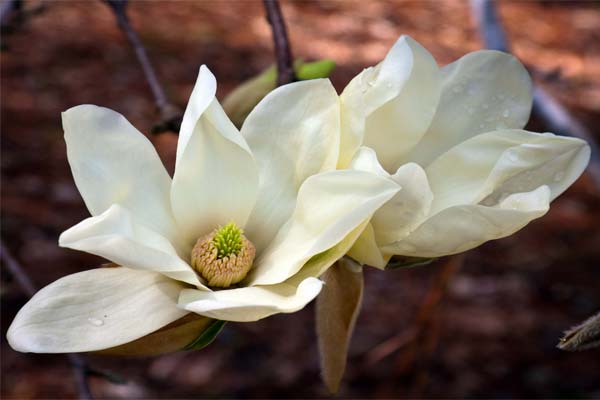 Magnolia albă