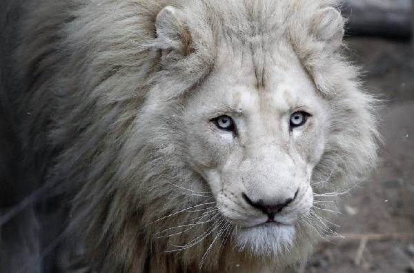 Белият лъв-описание на животинския вид и околната среда на белия лъв-7
