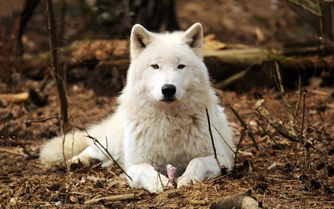 Hvid ulv