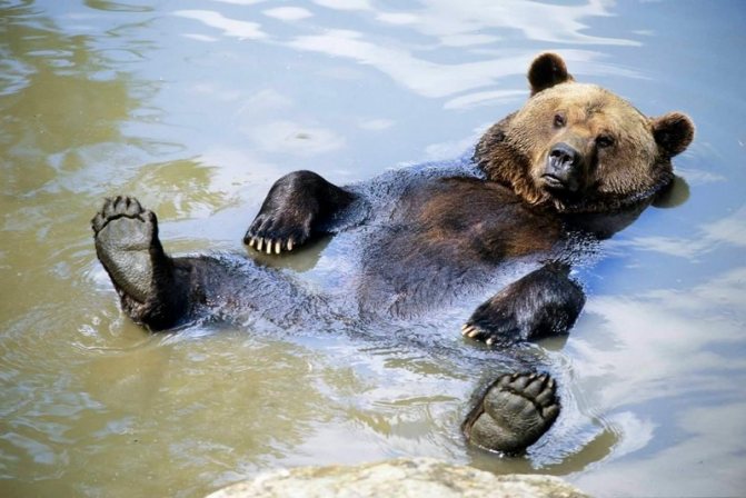 Η καφέ αρκούδα όχι μόνο μπορεί, αλλά και αγαπάει να κολυμπάει.