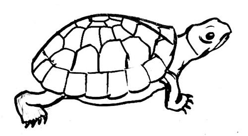 Tekening van de schildpad 13