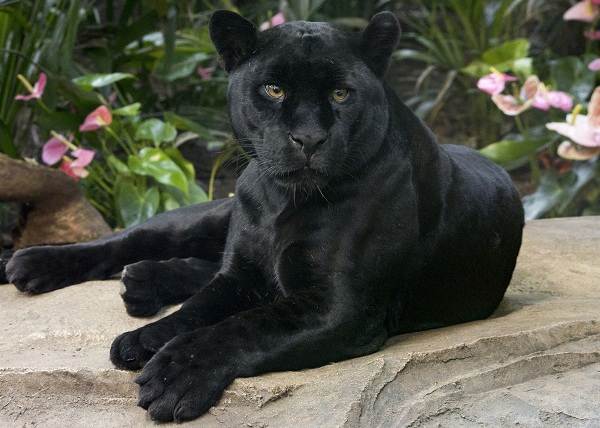 Черна пантера - описание на начина на живот и характеристиките на местообитанието-10