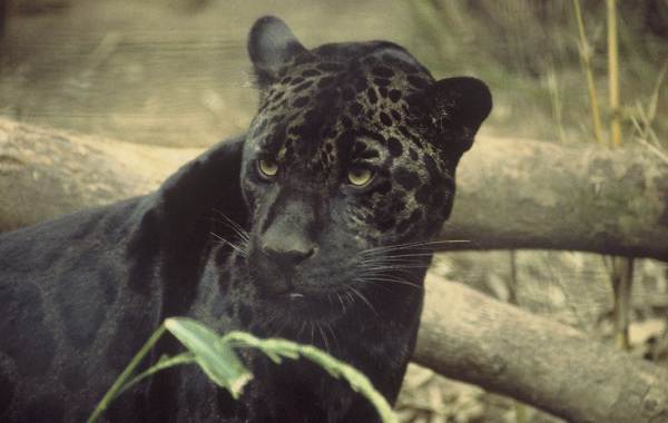 Pantera neagră - descrierea stilului de viață și a habitatului-14