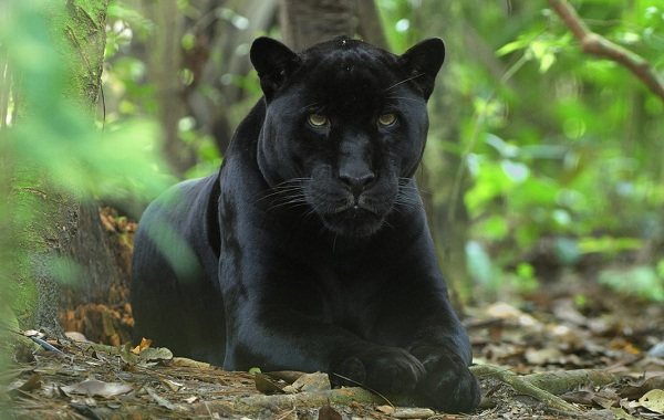 Черна пантера - описание на начина на живот и местообитанието-15
