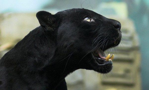 Черна пантера - описание на начина на живот и местообитанието-16