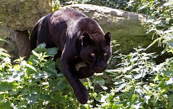 Черна пантера - описание на начина на живот и местообитанието 18