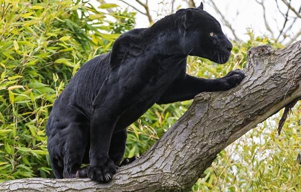 Черна пантера - описание на начина на живот и местообитанието-6