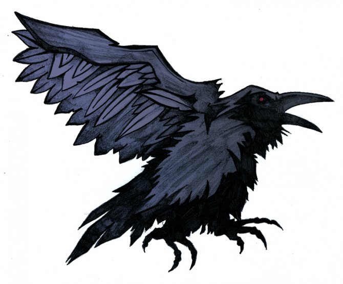 Black Raven
