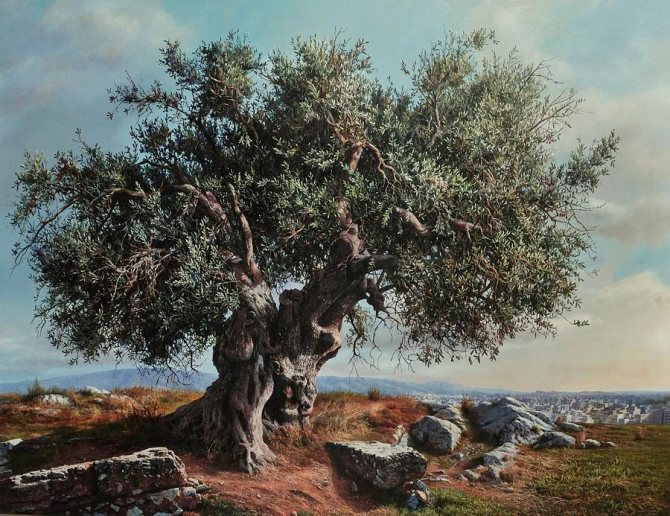 čo znamená olivovník