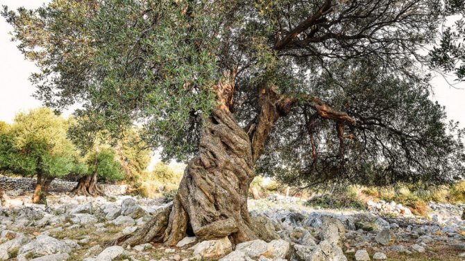 какво символизира маслиновото дърво