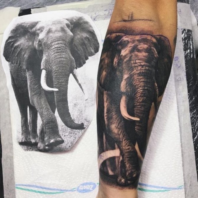 Mit jelent az elefánt tetoválás