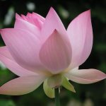 Obrázky lotosového kvetu