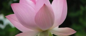 Lotus blomst billeder