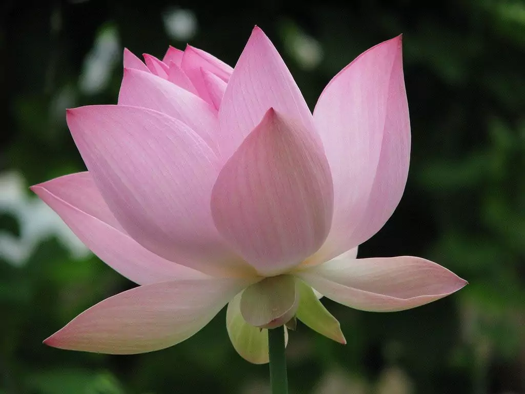 Immagini del fiore di loto