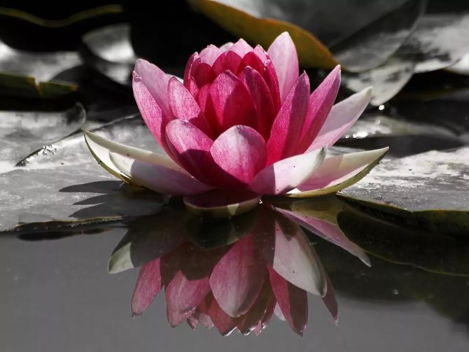 Lotusbloem betekenis