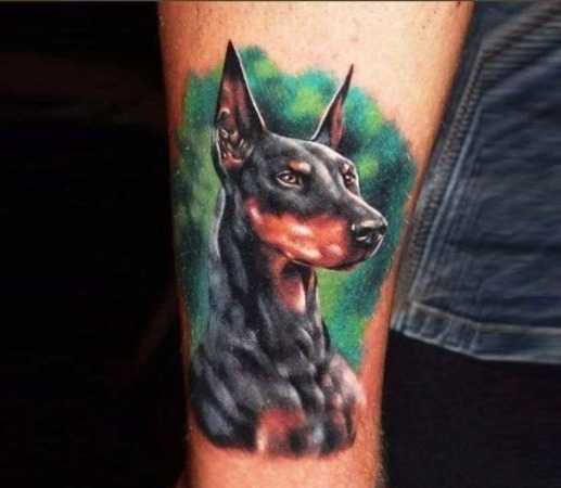 Doberman tatuaje pe braț
