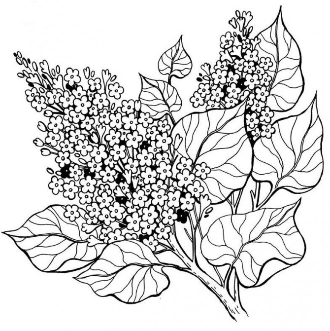 Mere skitse af en Lilac Cluster tatovering
