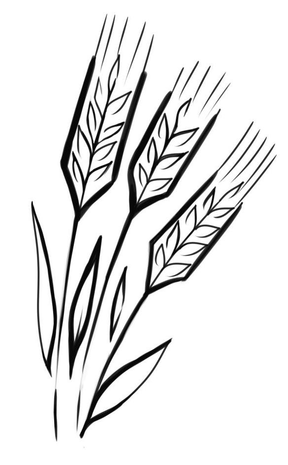小麦の描き方をもっと詳しく