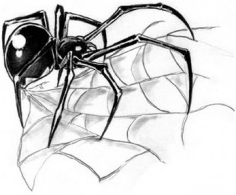 Náčrt mužského tetovania pavúka s pavučinou