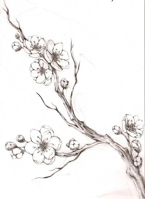 Skica za tetovažo češnjevega cveta na hrbtu