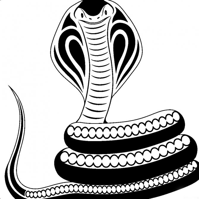 Schizzo di un cobra