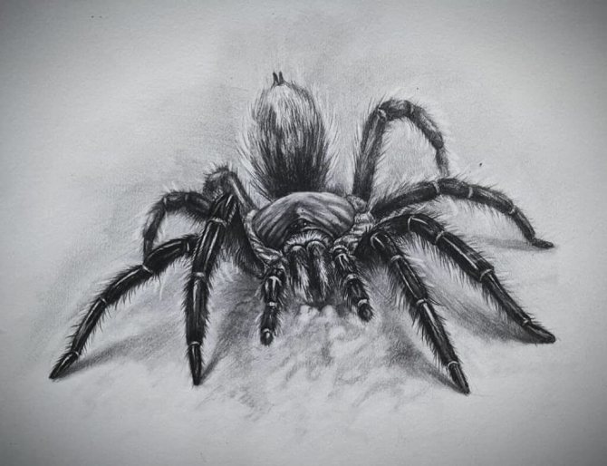 Σκίτσο Τρισδιάστατη αράχνη