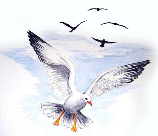 Esboço de uma tatuagem de gaivota