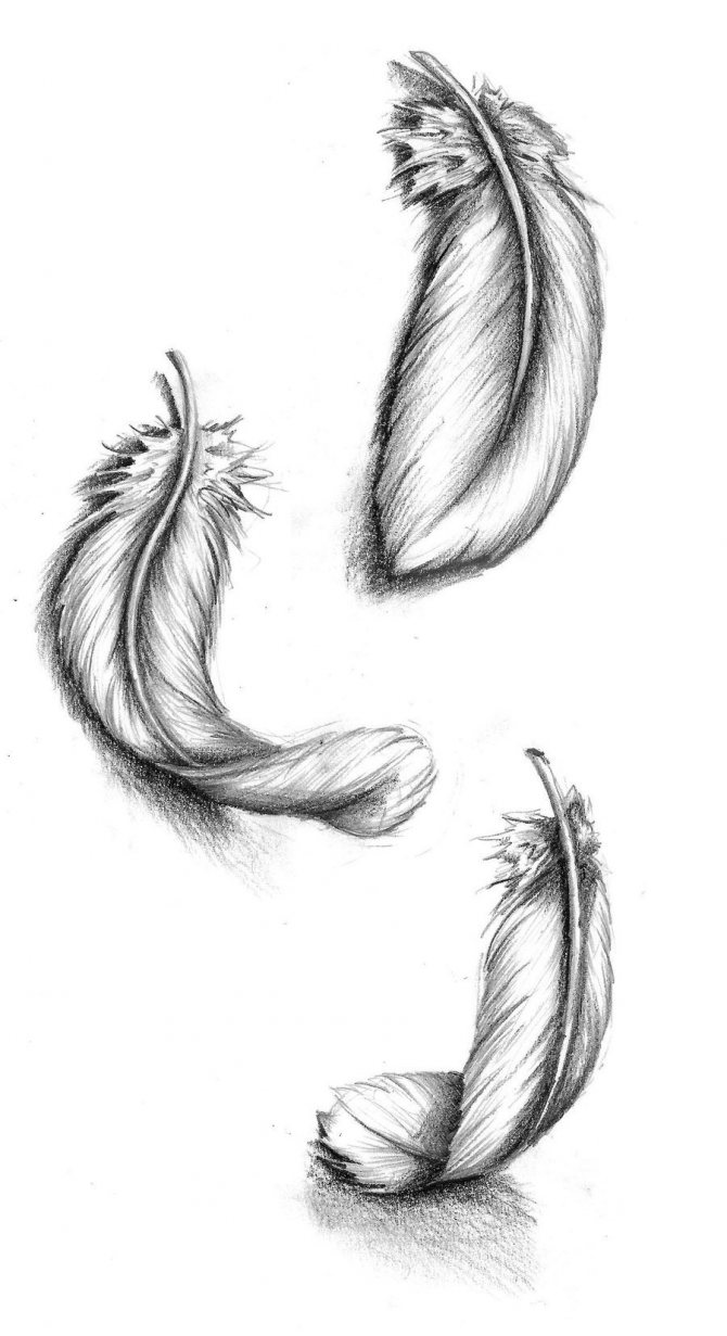 Sketch for Feathers Leg Tattoo