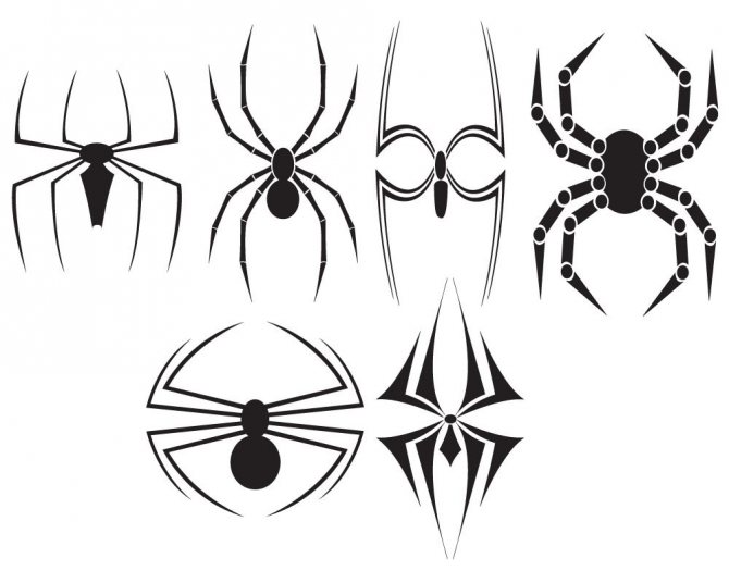 Skitser til tatovering edderkop