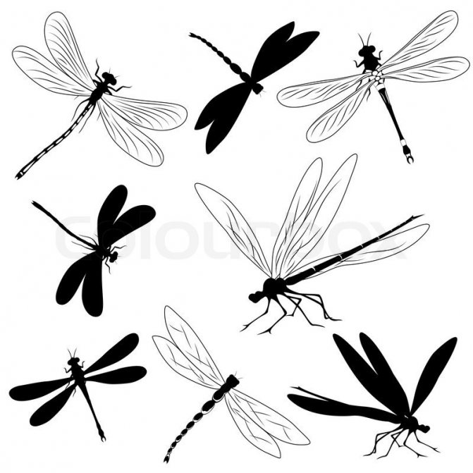 纹身蜻蜓的草图