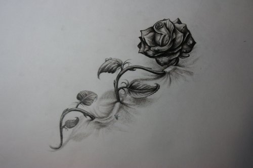 Schetsen van een tatoeage van een roos op een been met een kromme steel