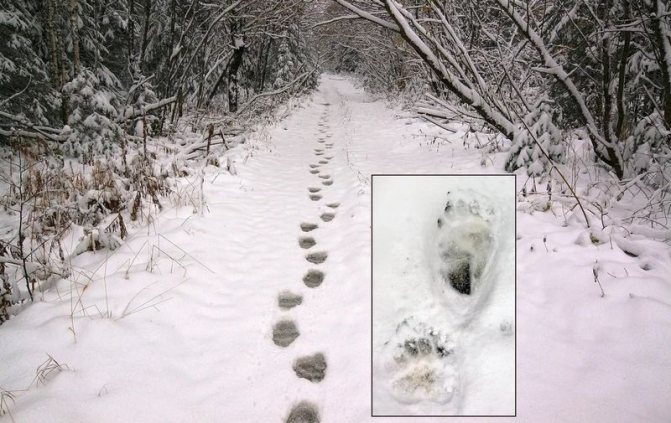 Ако по следите няма сняг, това означава, че мечката е някъде наблизо.