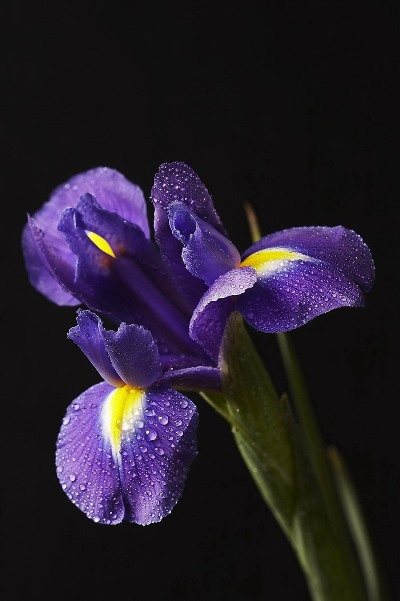 violetne (400x601, 43Kb)