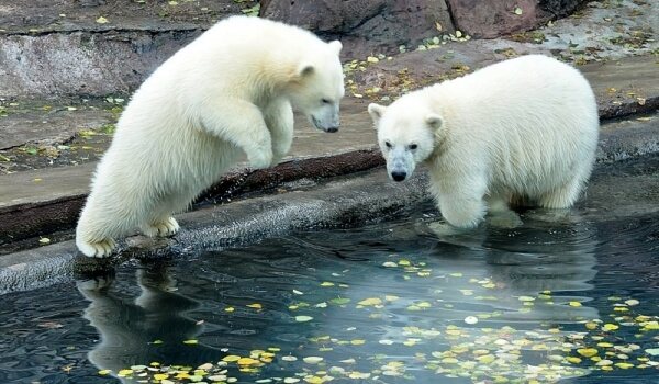 Fotó: Vörös Könyv jegesmedve