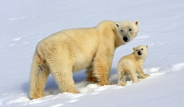 Φωτογραφία: Κόκκινο βιβλίο δεδομένων για την πολική αρκούδα της Σιβηρίας