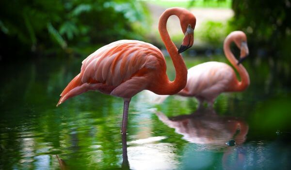 Nuotrauka: Flamingo paukštis