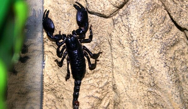 Nuotrauka: Juodasis imperatoriškasis skorpionas
