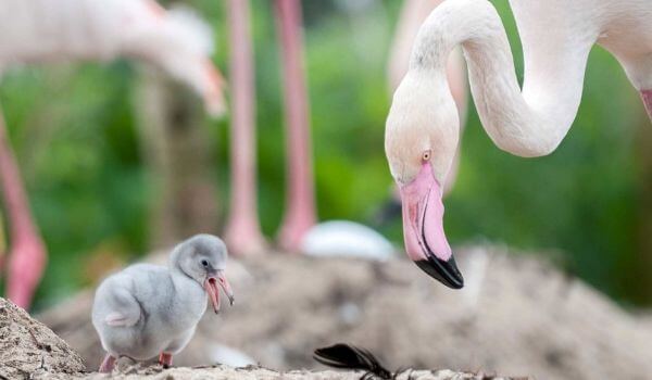 Foto: Pássaro Flamingo
