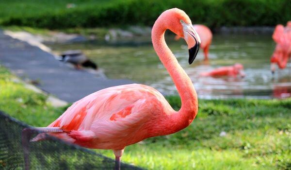 Снимка: Птица фламинго