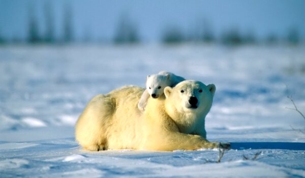 Fotó: Szibériai jegesmedve