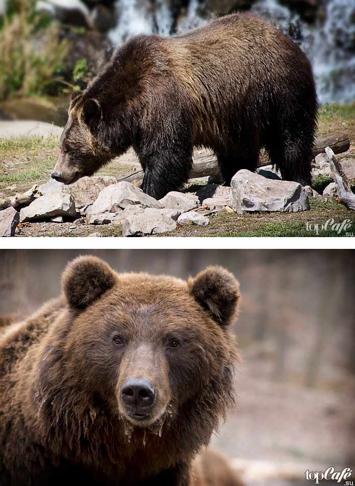 Krásne obrázky medveďov