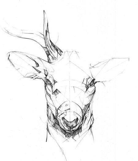 рисунка с молив на глава на елен