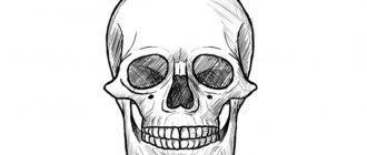 頭蓋骨の描き方